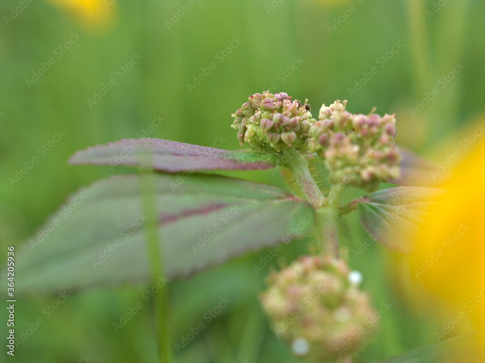 Closeup beautiful green leaf sweet color of herb Asthma-plant in garden with blurred background ,macro image and bright ,nature leaves for card design Closeup beautiful green leaf sweet color of herb Asthma-plant in garden with blurred background ,macro image and bright ,nature leaves for card design