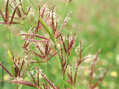 Closeup Andropogon plant of weed (grass family )with green blurred background ,grass field ,sweet color for card design ,red wild flowers on yellow background © Suganya