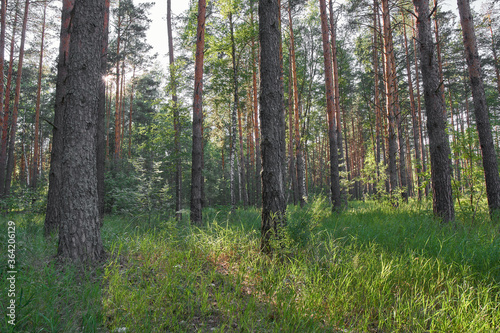 Fototapeta Naklejka Na Ścianę i Meble -  Pine forest in Nizhny Novgorod Oblast.