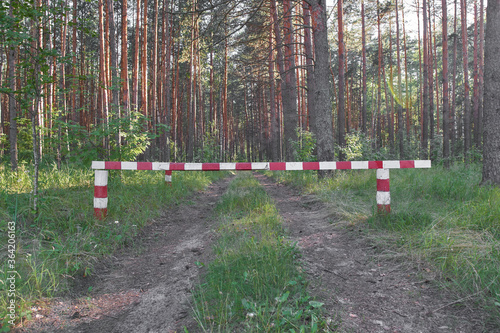 Pine forest in Nizhny Novgorod Oblast. photo