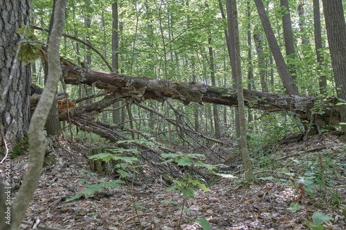 Ichalkovsky Forest, Nizhny Novgorod Oblast. photo