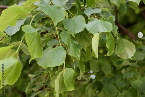 Leaves of linden tree on a tree.