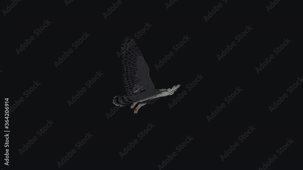 American Harpy Eagle or Royal Hawk bird of prey flying in cycle. Back side angle view. Transparent loop. American Harpy Eagle or Royal Hawk bird of prey flying in cycle. Back side angle view. Transparent loop.