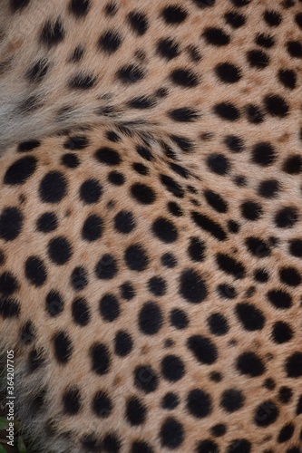 The thigh skin of the left side of the cheetah