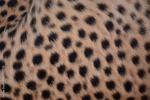 Polka dot skin on the side of the cheetah