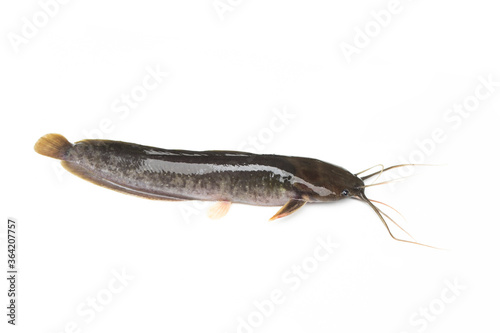 Fresh catfish isolated on a white background, Clarias.