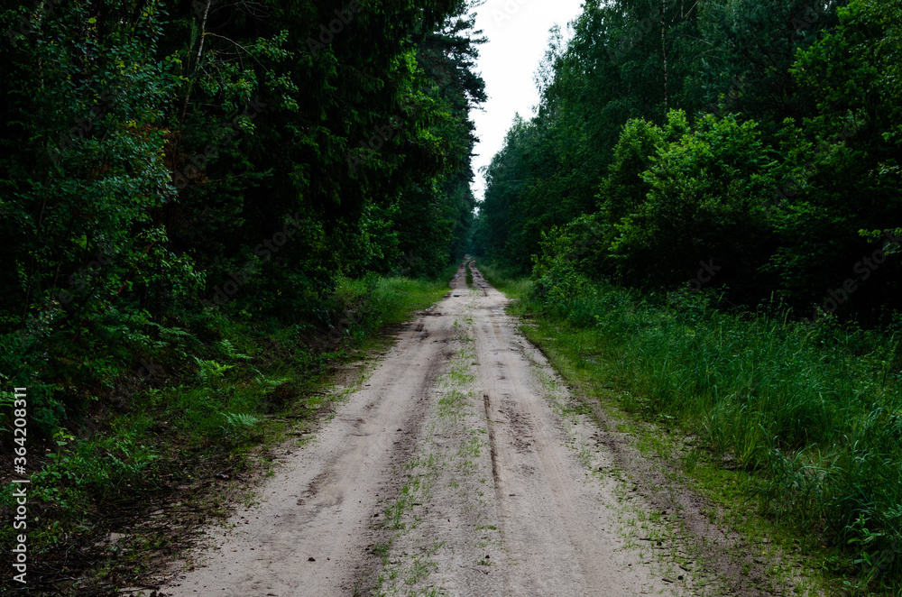 Dirt road through the green forest. The dirt road goes off into the distance