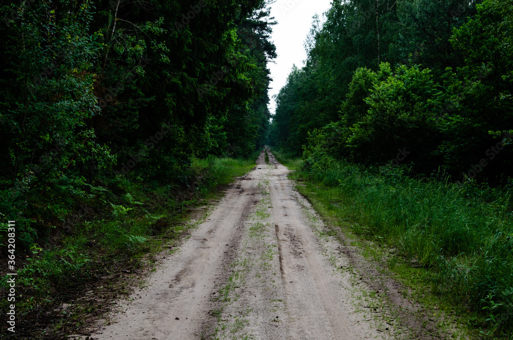 Dirt road through the green forest. The dirt road goes off into the distance Dirt road through the green forest. The dirt road goes off into the distance