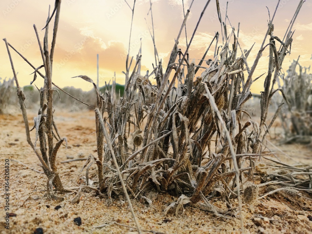 Fototapeta premium dry grass on the beach