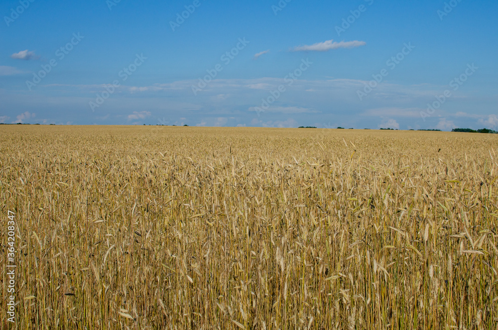 Golden wheat field and blue sky. Growing organic pure wheat