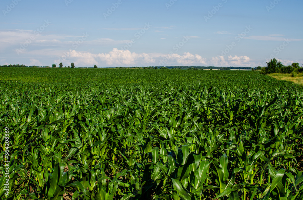 Corn field and blue sky. Growing corn in the countryside