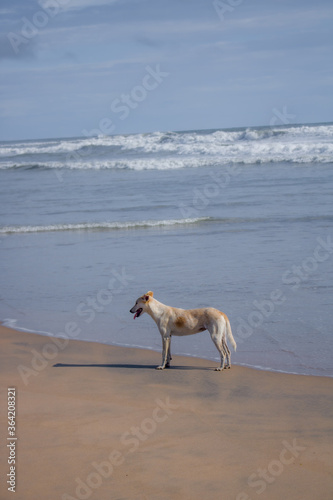 Fototapeta Naklejka Na Ścianę i Meble -  A stray dog walks on a beach.