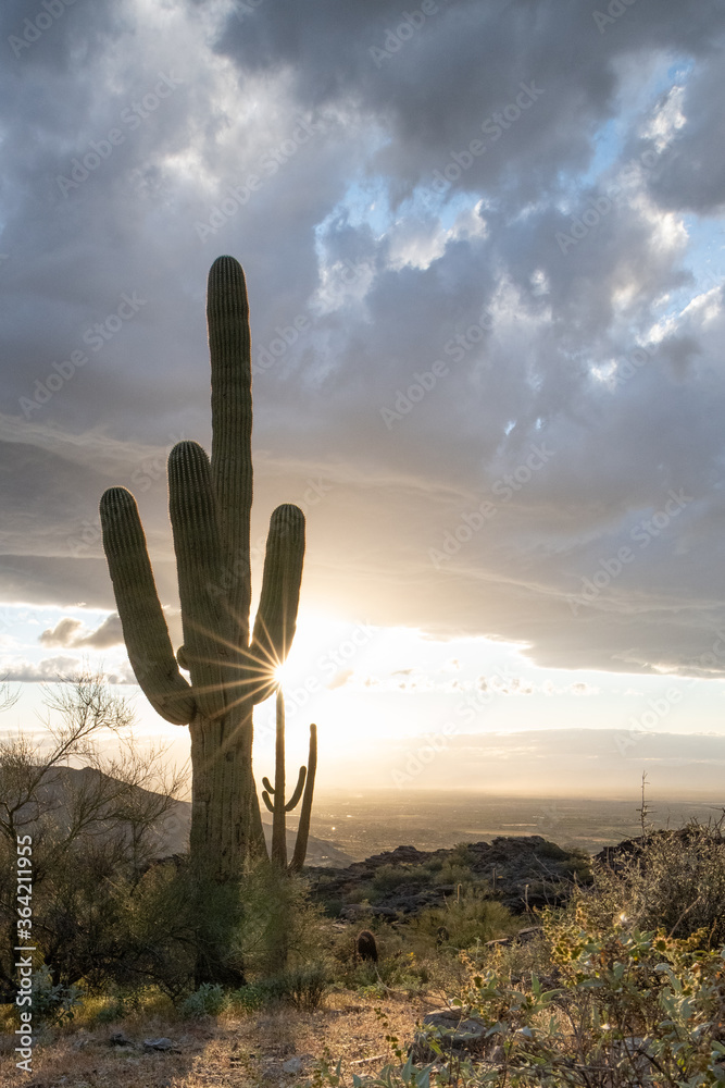 Saguaro at sunset in Arizona