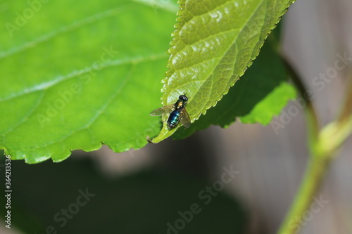 Goldgrüne Waffenfliege - Chloromyia formosa © Detlev