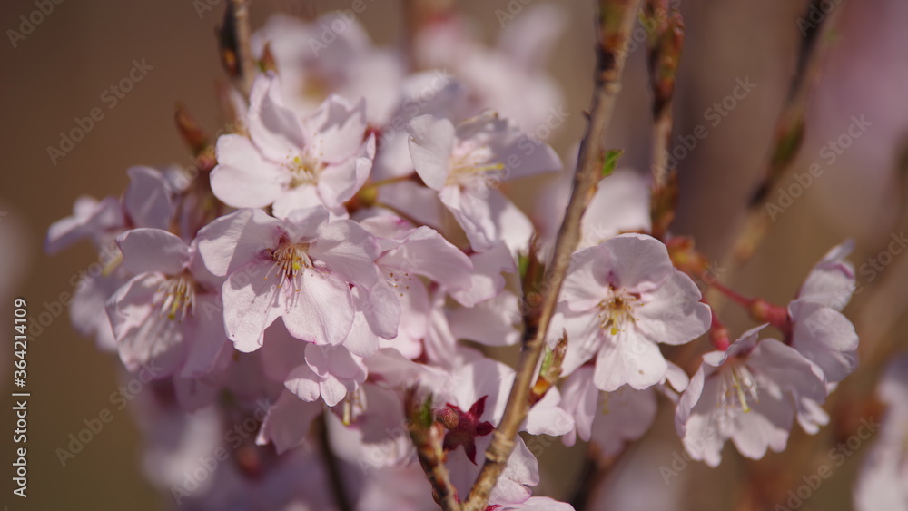 桜