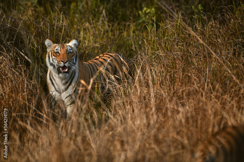 Tiger from Jim Corbett national park India