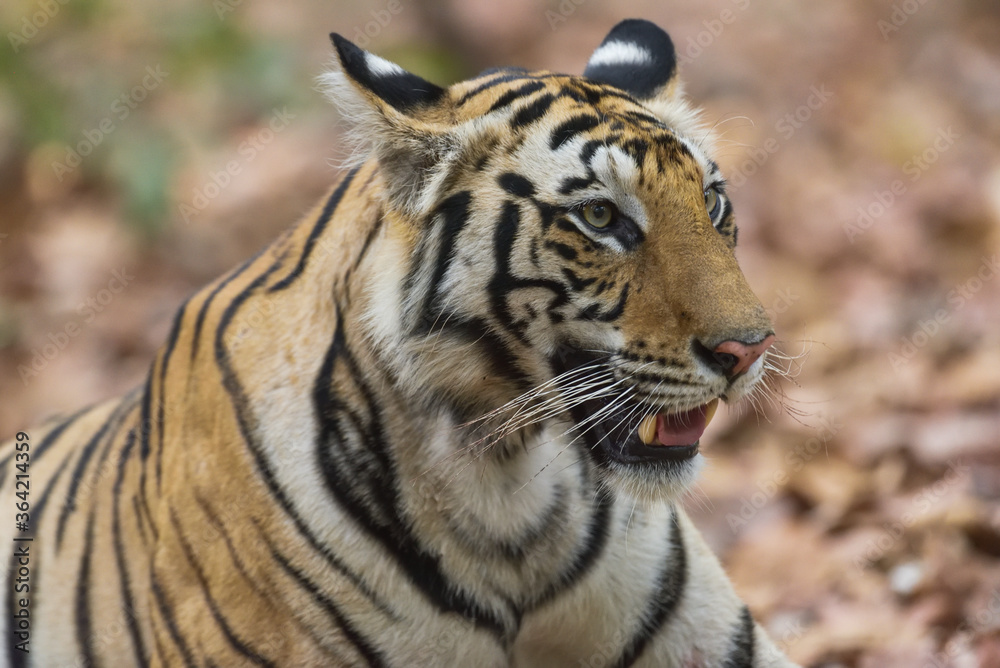 Fototapeta premium Tiger from bandhavgarh national park India,