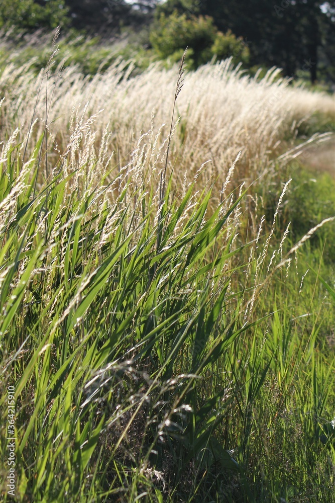 Fototapeta premium grass in the wind
