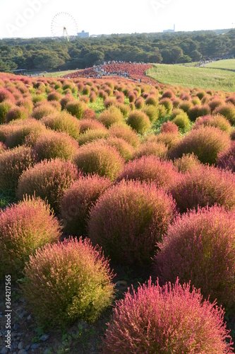 コキア～紅葉 photo