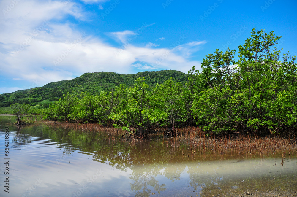 西表島のマングローブ Okinawan mangroves shining in the blue sky 西表島のマングローブ Okinawan mangroves shining in the blue sky