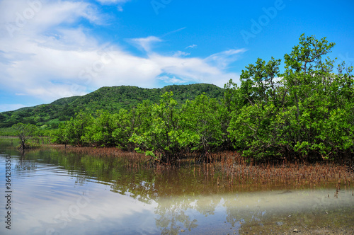 西表島のマングローブ Okinawan mangroves shining in the blue sky