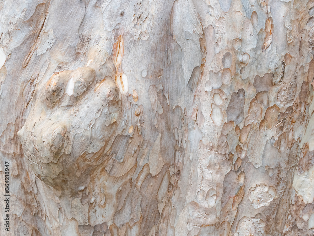 full frame bark of tree for natural background and texture