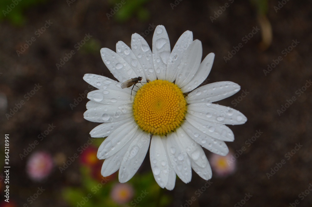Fototapeta premium daisy in the rain
