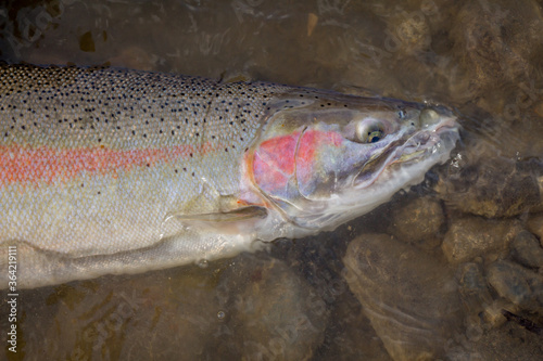 Close up pink head of a male steelhead trout, in the water