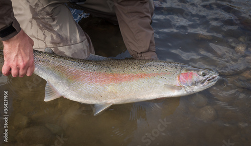 Beautiful pink steelhead rainbow trout, held by the tail, about to be released.
