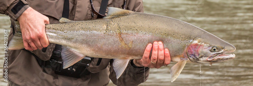 Fresh run skeena male spring steelhead trout with a predator scar photo
