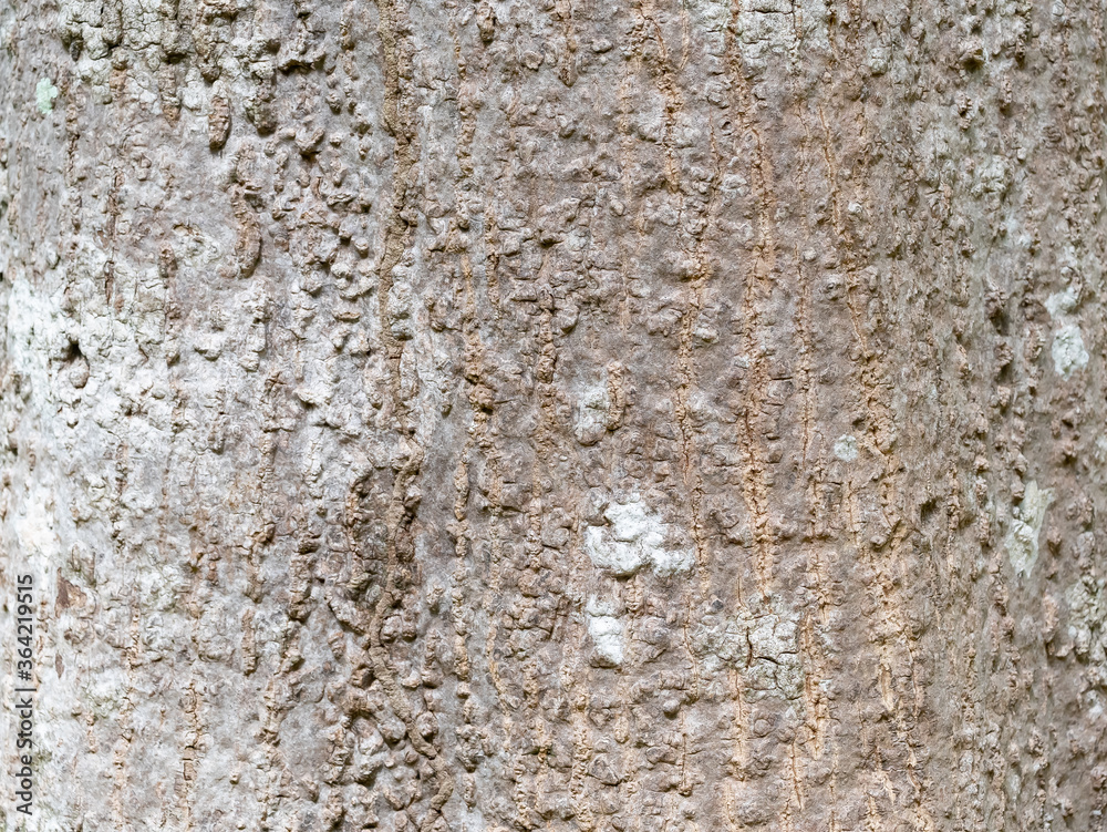 full frame bark of tree for natural background and texture