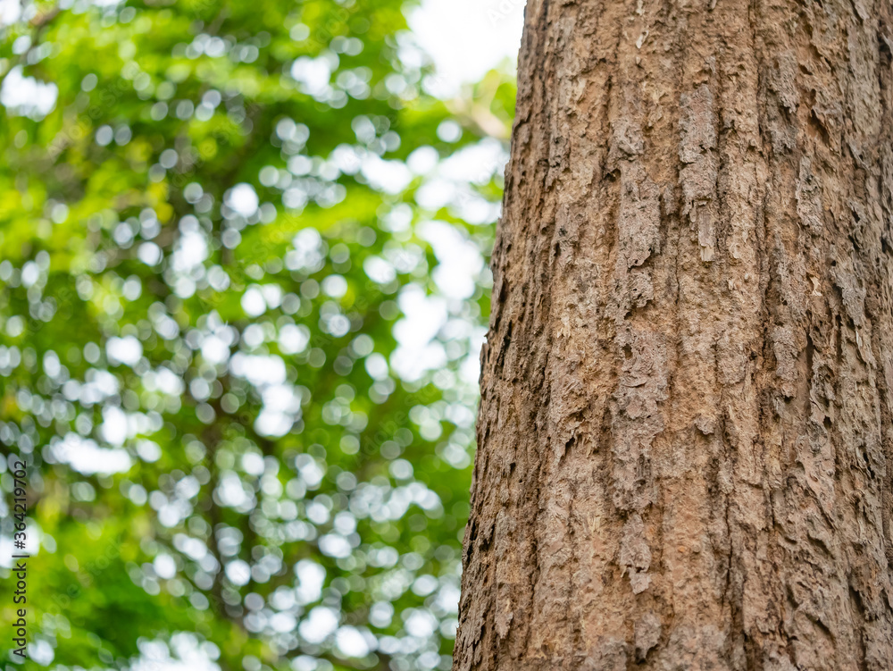 Obraz premium full frame bark of tree with bokeh for natural background and texture