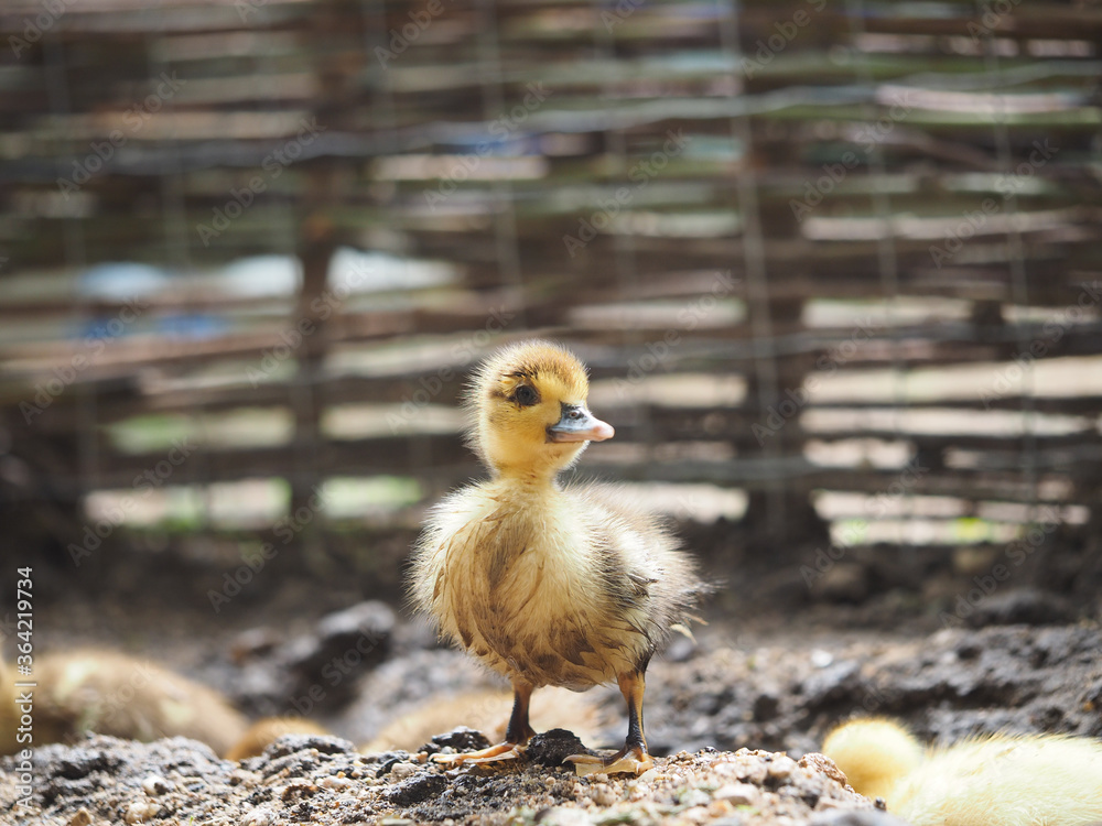 Cute little ducklings walk on the farm