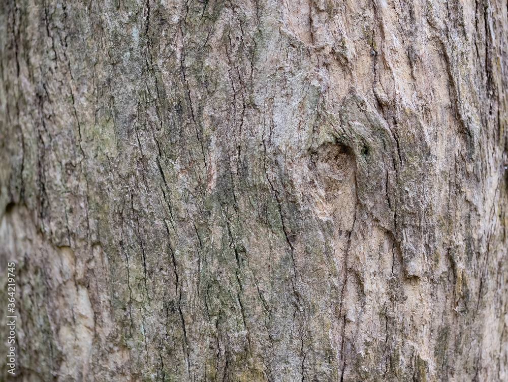 full frame bark of tree for natural background and texture full frame bark of tree for natural background and texture