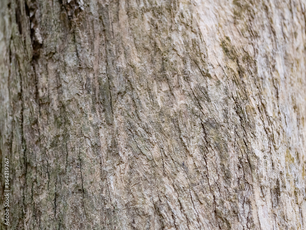 full frame bark of tree for natural background and texture full frame bark of tree for natural background and texture