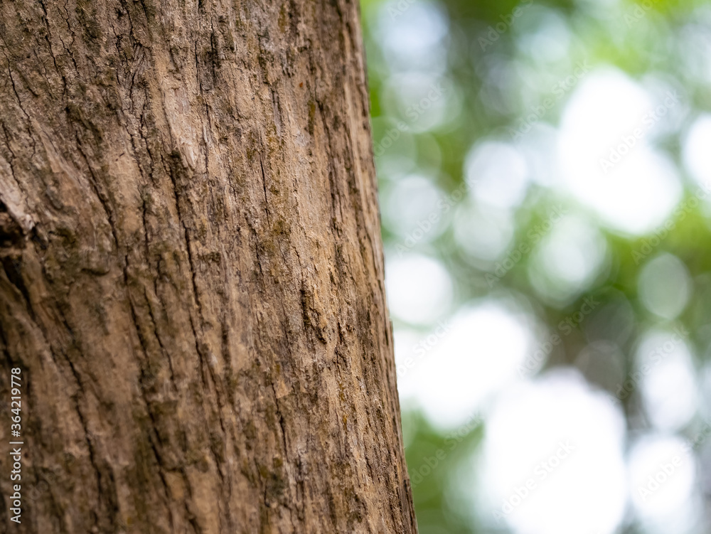 full frame bark of tree with bokeh for natural background and texture full frame bark of tree with bokeh for natural background and texture