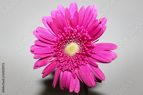 bright pink gerbera flower