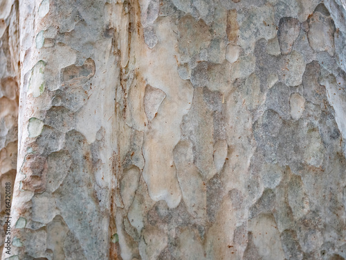 full frame bark of tree for natural background and texture