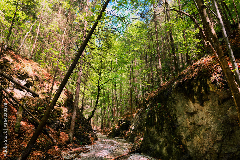 Path through slovak paradise. Slovensky Raj National Park, Slovakia. Forest trail landscape with beautiful sunlight. - obrazy, fototapety, plakaty 