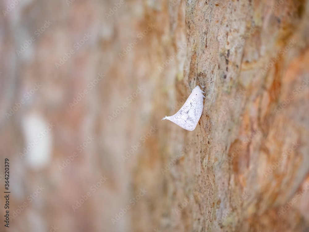 white butterfly insect sitting on bark of tree white butterfly insect sitting on bark of tree