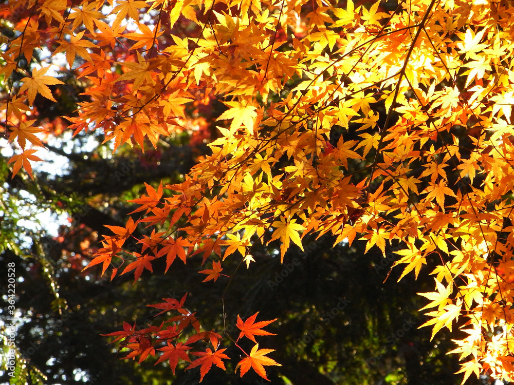 Autumn leaves of Japanese maple
日本のもみじの紅葉 Autumn leaves of Japanese maple
日本のもみじの紅葉