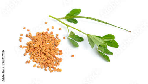 Fenugreek or Trigonella foenum-graecum. Green plant with seed. Isolated on white background.