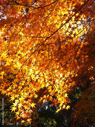 Autumn leaves of Japanese maple                            