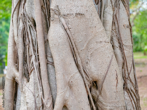 brown trunk of banyan tree forest background