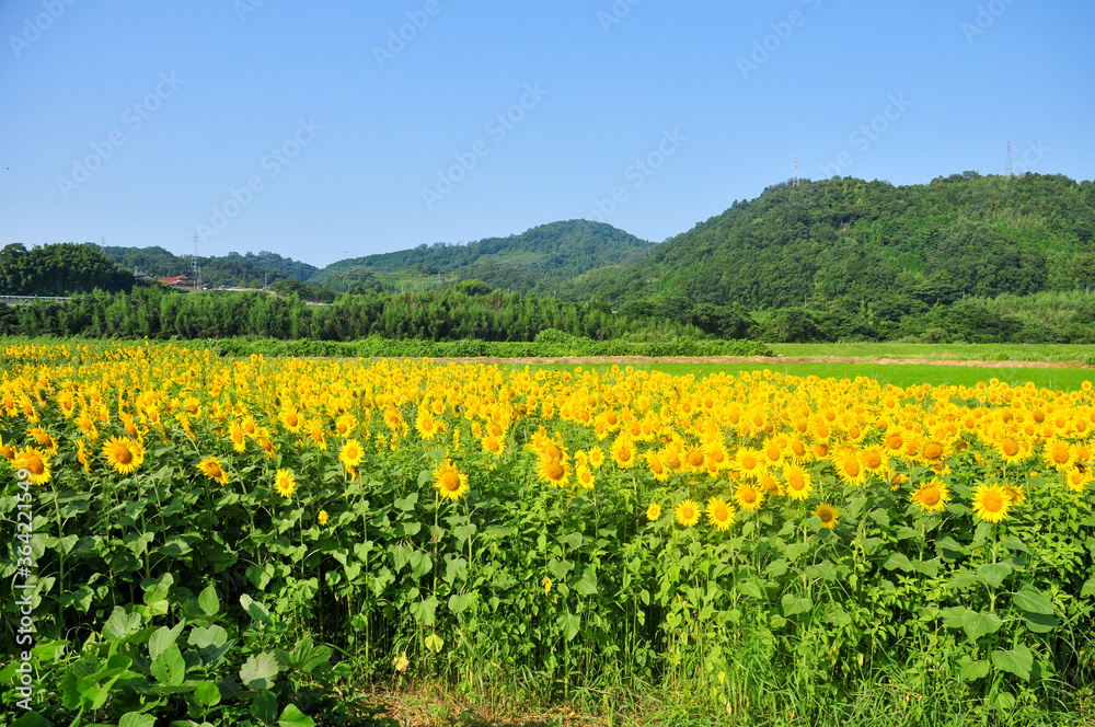 満開のひまわり畑　Sunflower in full bloom in summer