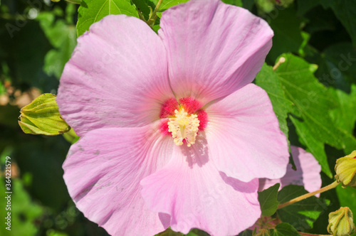 綺麗なピンクのハイビスカス　Up of beautiful pink hibiscus