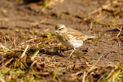 Australasian Pipit in New Zealand