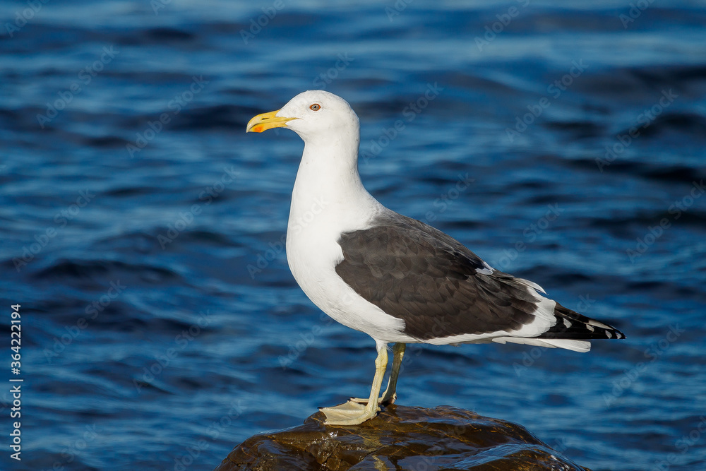 Southern Black-backed / Kelp Gull in New Zealand Southern Black-backed / Kelp Gull in New Zealand
