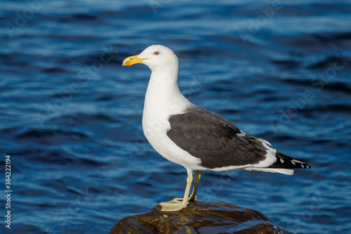 Southern Black-backed / Kelp Gull in New Zealand