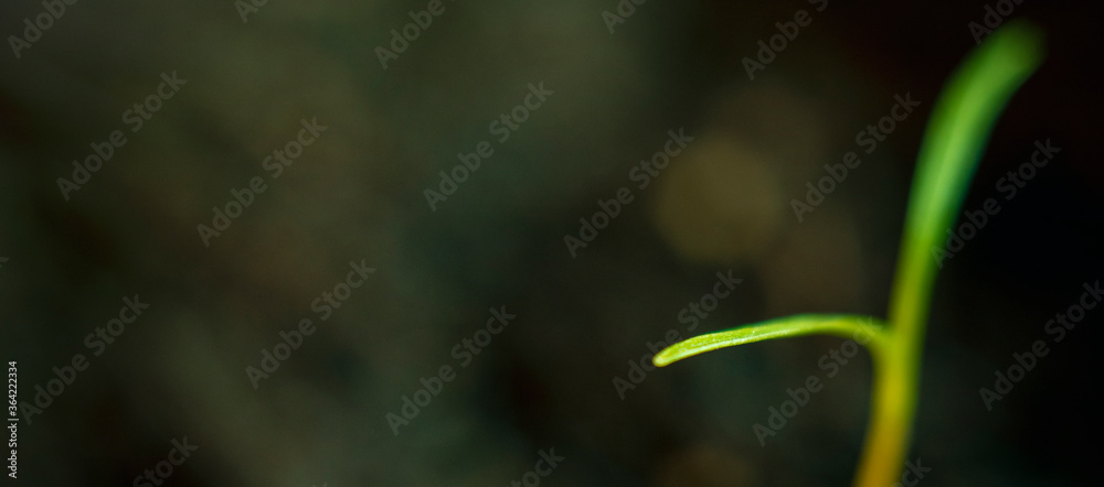 Blurred with soft focus background with a small sprout of carrots sprouted from the ground. Blurred with soft focus background with a small sprout of carrots sprouted from the ground.